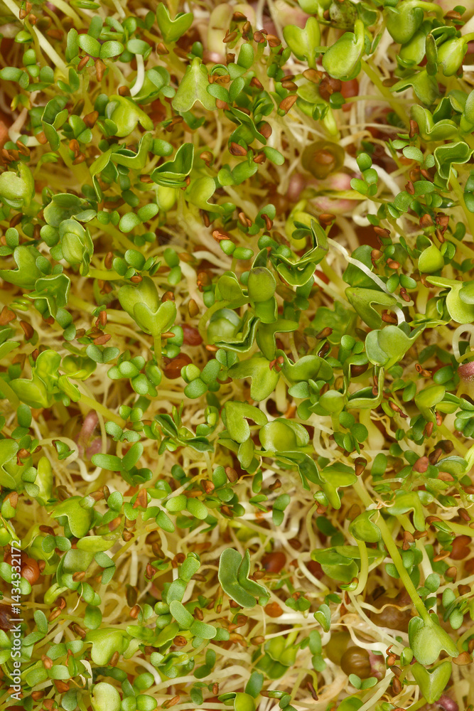 A tightly cropped top-down view shows a dense mix of young mung bean, radish, and alfalfa sprouts with small green leaves and white roots.