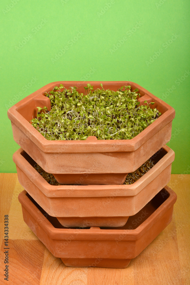 A slightly low-angle shot shows a stacked terracotta hexagonal sprouting tower with the top level containing radish sprouts against a light green background