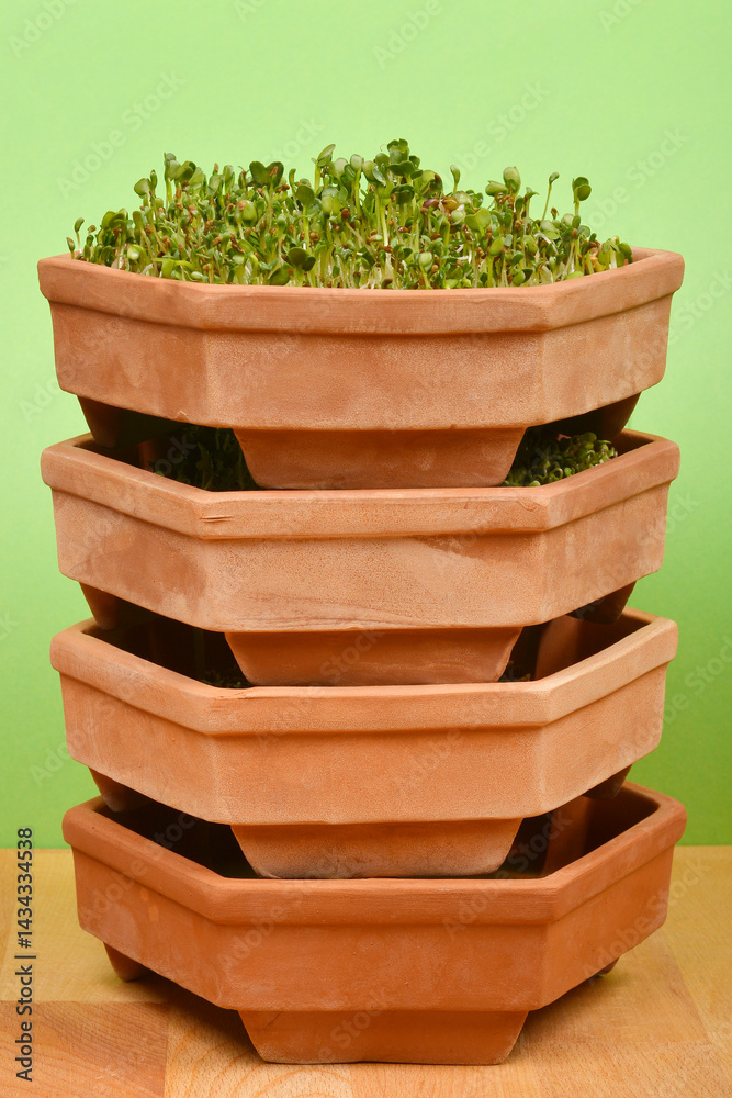 A slightly low-angle shot shows a stacked terracotta hexagonal sprouting tower with the top level containing a mix of mung bean, radish, and alfalfa sprouts against a light green background
