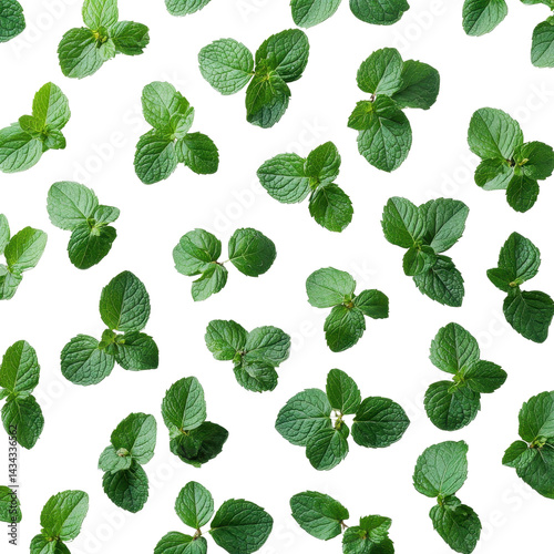 green mint leaves png Isolated on white transparent background