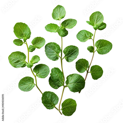 green mint leaves png Isolated on white transparent background