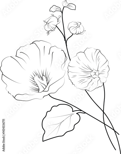 Flowers coloring pages, and book, Vector sketch of Hollyhock flower drawing, Hand-drawn Hollyhock flower botanical leaf bud illustration engraved ink art style. Hollyhock flower sketch 