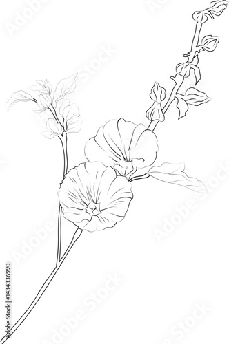 Coloring pages for children, Easy Hollyhock flower line art hand drawing, Illustration sketch, contour bouquet of artistic Hollyhock flowers, hand drawing, pencil art