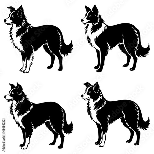 Border Collie Silhouette vector