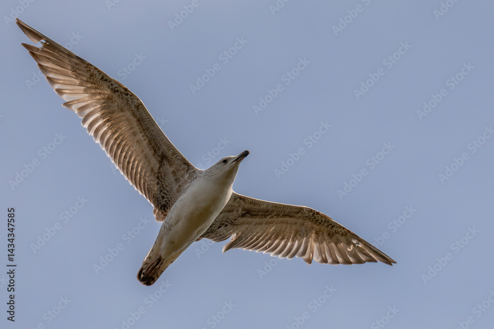 Fototapeta premium seagull in flight