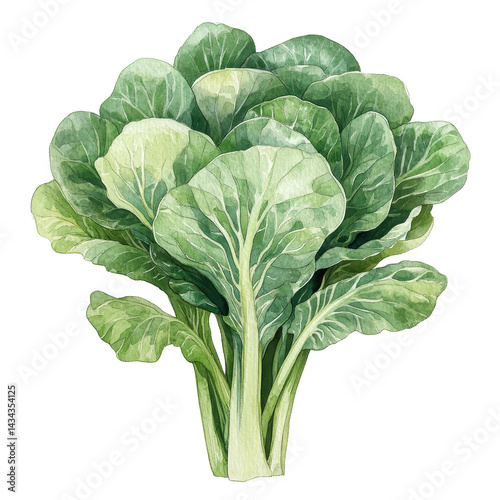 Bok choy isolated on white transparent background