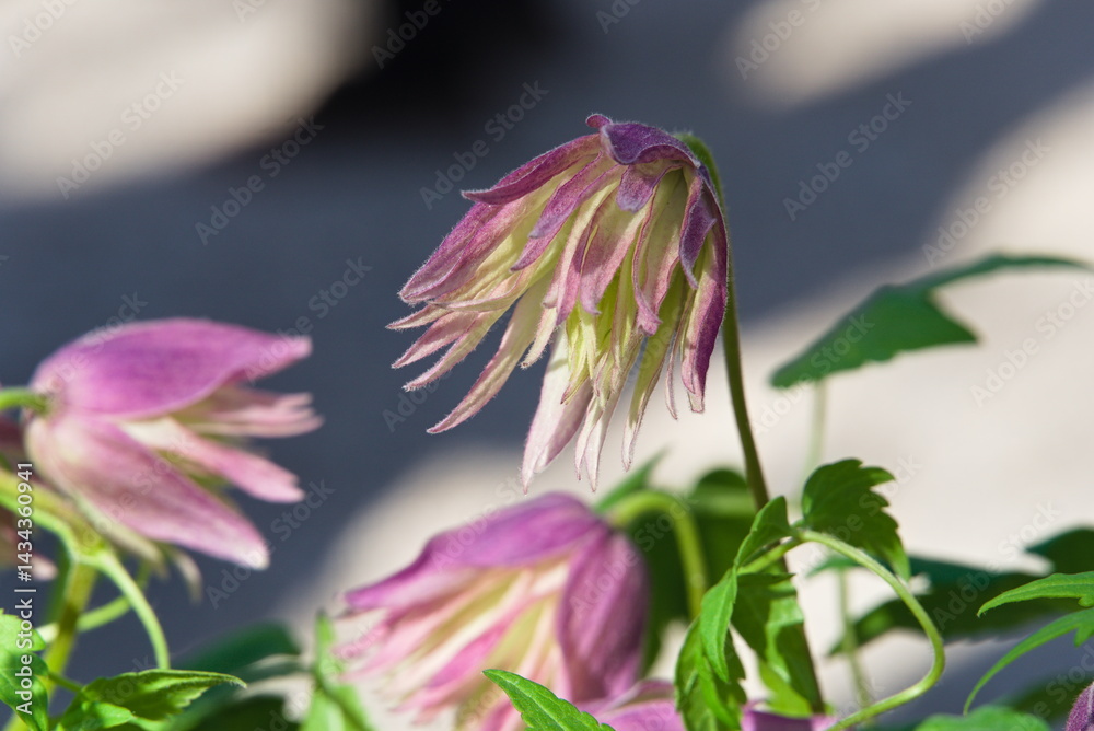 Fototapeta premium leuchtend blühende Clematis - Kletterpflanze
