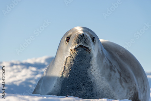 Crabeater seal