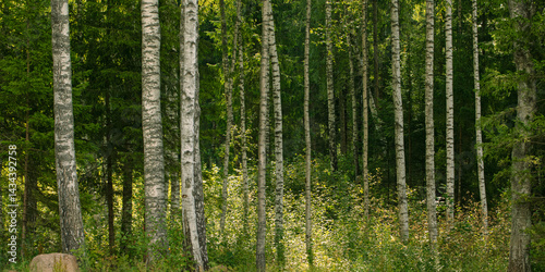 Wild forest landscape in summer. A sunny birch grove with a few fir trees. Forest nature background.