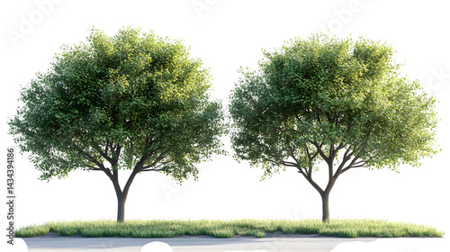 Isolated small street trees with green leaves, ideal for architectural rendering