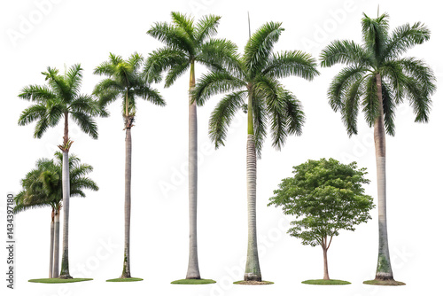 Royal Palm PNG Set  
