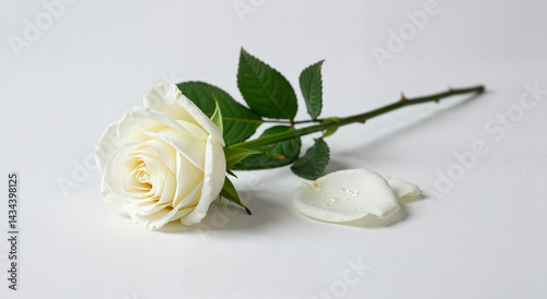 White rose with fallen petal symbolizing grief and loss  