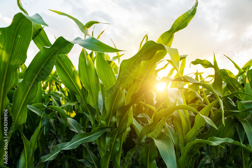 Obraz na płótnie Sunlight shining through green corn leaves in summer field w salonie