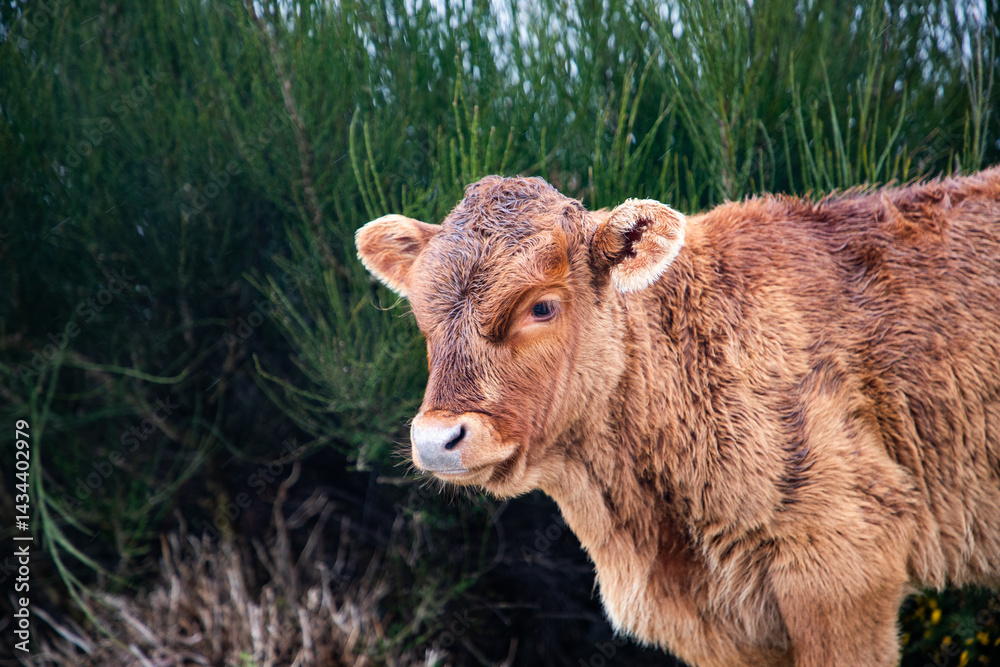 cow grazing in a misty landscape