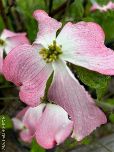 large pink flower in the garden in the rain