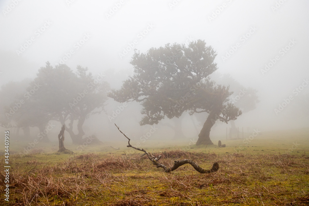 fanal laurel forest in madeira with majestic ancient trees
