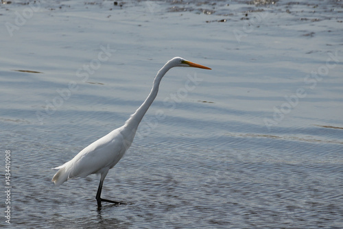 The great egret (Ardea alba)  is a large, widely distributed egret.