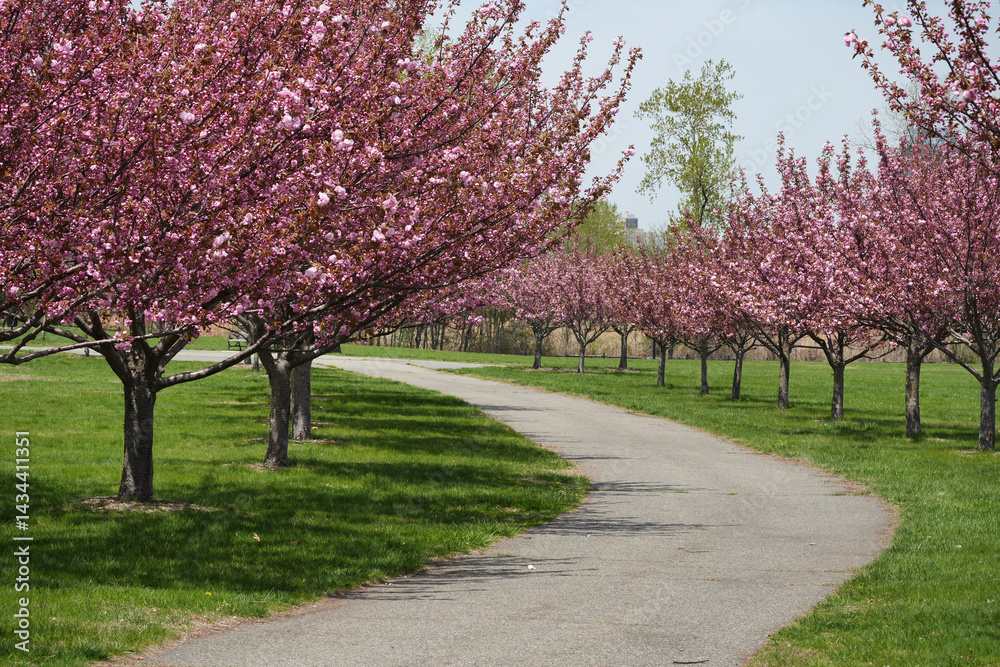 Naklejka premium Cherry blossoms at Liberty State Park in Jersey City.