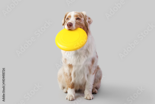 Cute Australian Shepherd do...