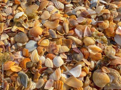 The shells are scattered all over the ground