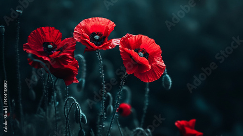 red poppies in the field