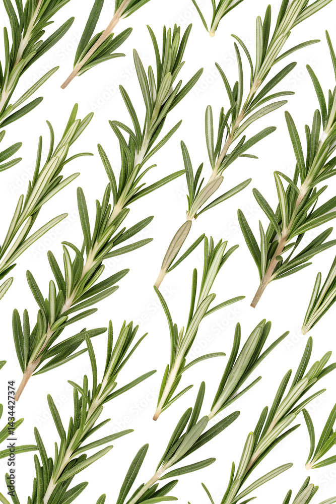 seamless pattern with rosemary leaves seamless pattern with rosemary leaves