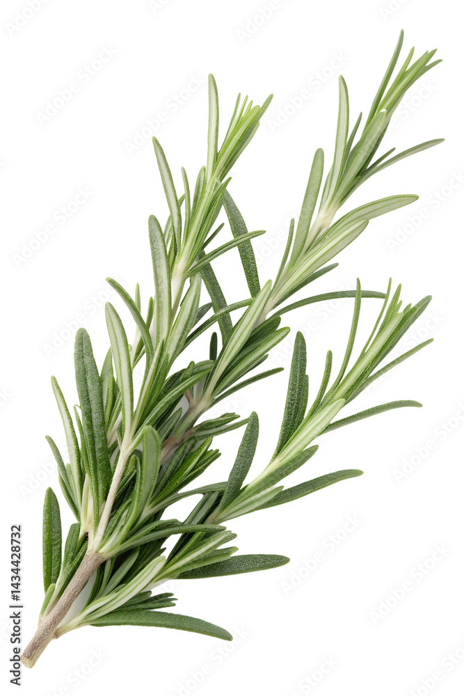 Fototapeta premium rosemary isolated on white background