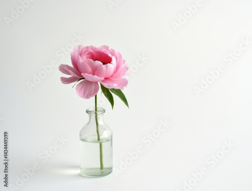 Wallpaper Mural Single pink peony in clear glass vase, centered on white background, minimal and elegant with soft light.

 Torontodigital.ca