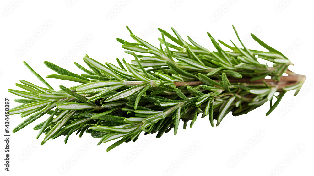 Fresh rosemary sprig ideal for culinary use, isolated on white background Fresh rosemary sprig ideal for culinary use, isolated on white background