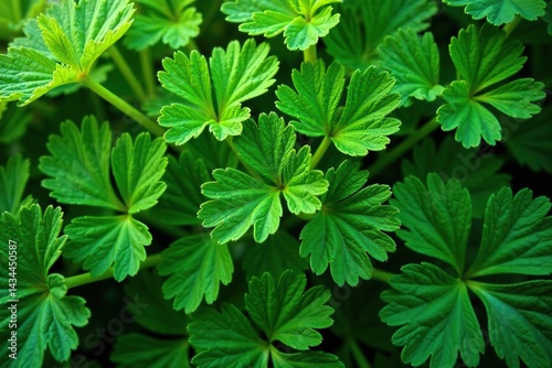 Intricate parsley leaf pattern, vibrant green hues , spring, photography