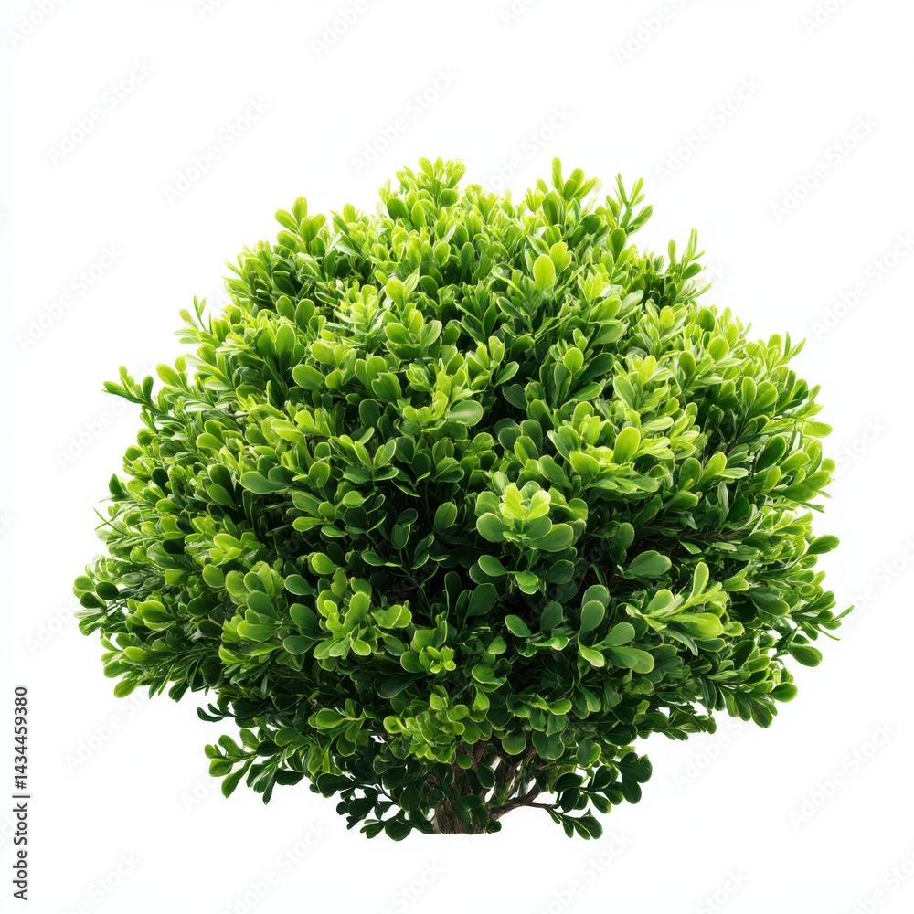 Fototapeta premium Green topiary bush plant isolated on white background studio
