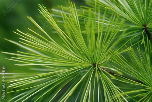 Green Pine Needles Showcasing Intricate Details in a Woodland Setting During ...