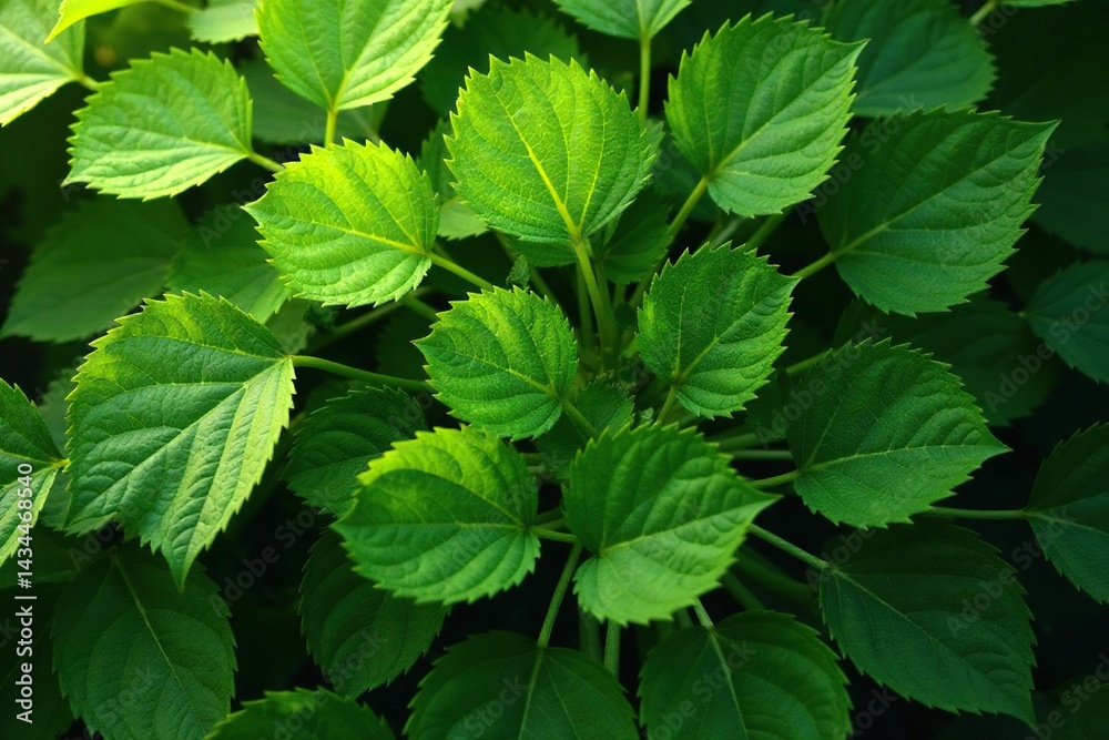 Repetitive shapes in nature, leaf arrangement, order, plant, botanical Repetitive shapes in nature, leaf arrangement, order, plant, botanical
