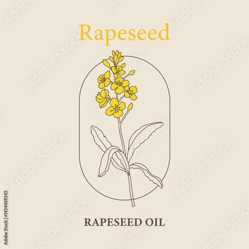 Vector hand painted rapeseed flower plant illustration. Modern simple outline icons, hand drawn sketch, modern simple logo design