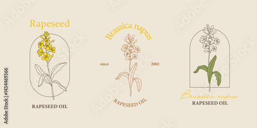 Vector hand painted rapeseed flower plant illustration. Modern simple outline icons, hand drawn sketch, modern simple logo design