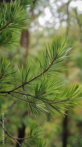 Obraz na płótnie Bright Green Pine Needles Surrounded by Lush Forest in Early Morning Light w salonie