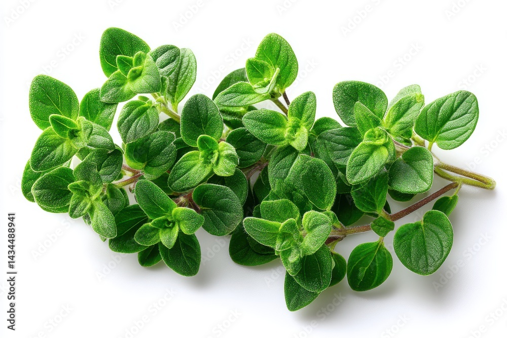 Oregano Branch: Fresh oregano sprig against a backdrop, ready to add flavor to any culinary creation. capturing the freshness of nature Oregano Branch: Fresh oregano sprig against a backdrop, ready to add flavor to any culinary creation. capturing the freshness of nature