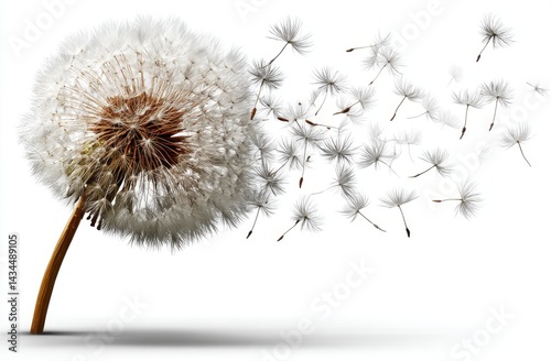 Dandelion's Wish: The delicate moment of dandelion seeds dispersing into the breeze, symbolizing freedom, hope, and the transient beauty of nature.