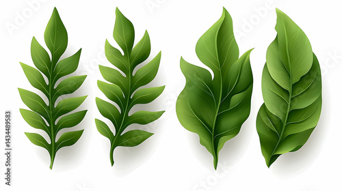 Set of Fresh Green Fern Leaves on White Background