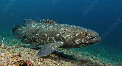 A close-up of a coelacanth swimming near the ocean floor