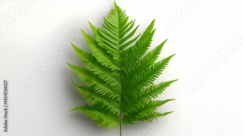 Obraz na płótnie Vintage Illustration of a Detailed Green Fern Leaf on White Background w salonie
