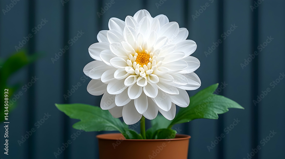 White Dahlia in Brown Pot Against Dark Background