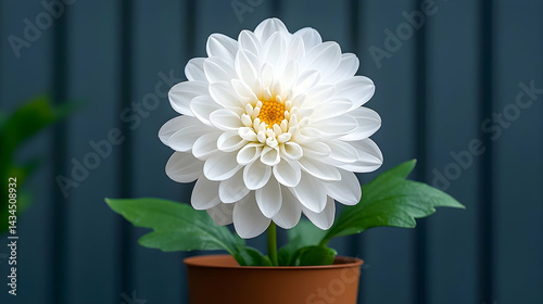 Obraz na płótnie White Dahlia in Brown Pot Against Dark Background w salonie