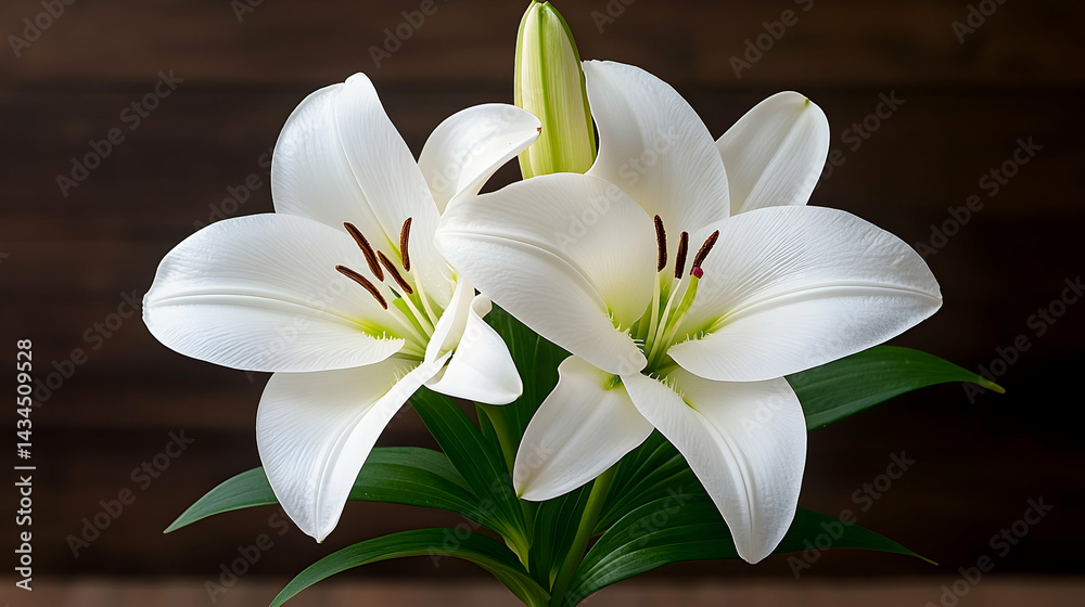 White Lilies on Dark Wooden Background