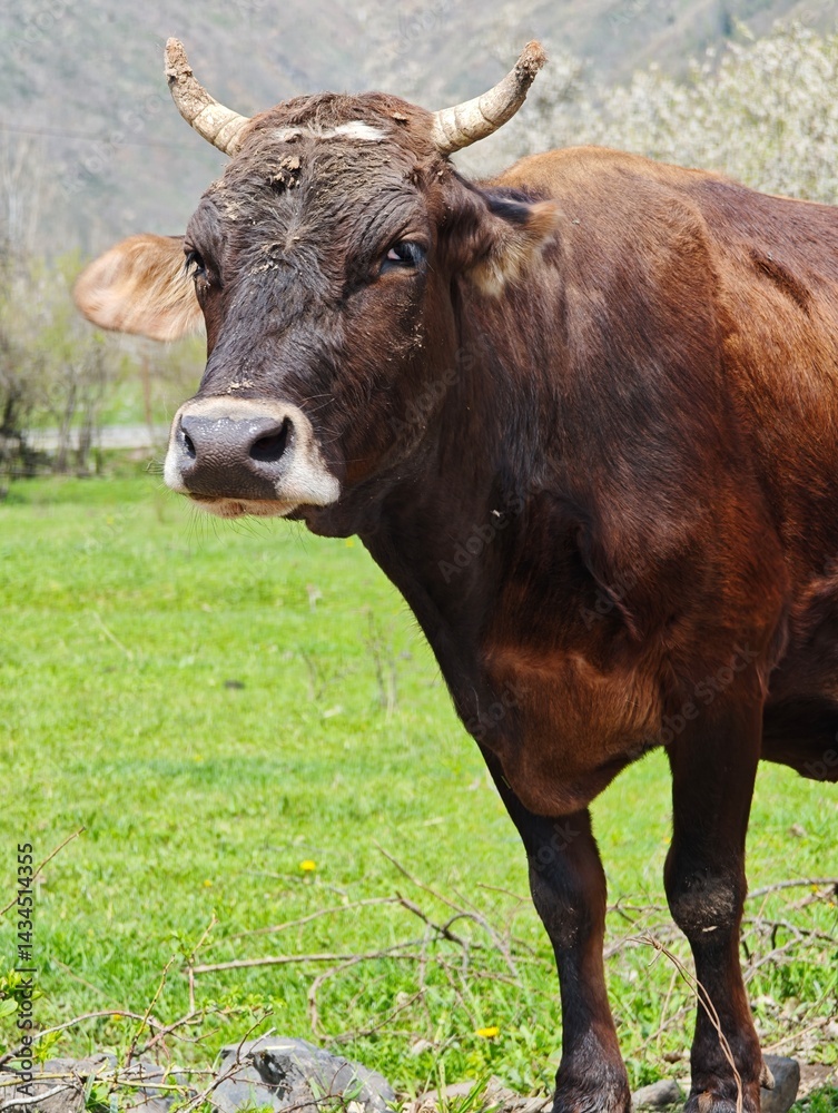 Brown cow standing in a green pasture on a sunny day Brown cow standing in a green pasture on a sunny day