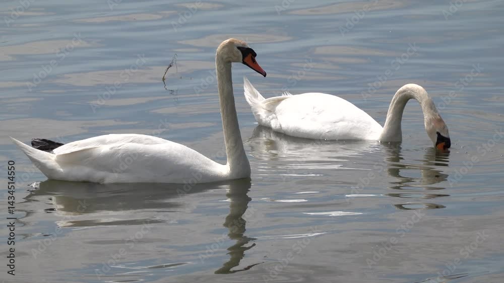 Beautiful elegant swan on Zemplínska Širava, Slovakia Beautiful elegant swan on Zemplínska Širava, Slovakia
