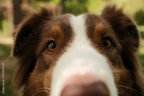 Cuadro en lienzo Extreme close-up of a brown and white dog staring directly into the camera with curious eyes