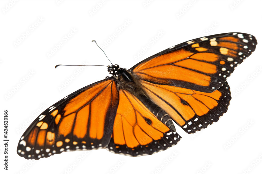Fototapeta premium Butterfly flying isolated on transparent background
