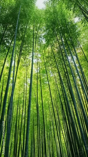 bamboo forest in the morning