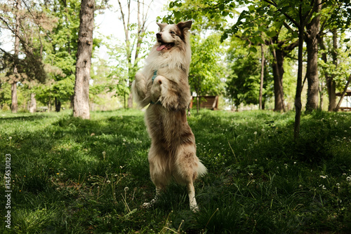 Photography A cheerful red merle Border Collie stands upright on its hind legs in a sunny park, performing a fun trick surrounded by lush greenery